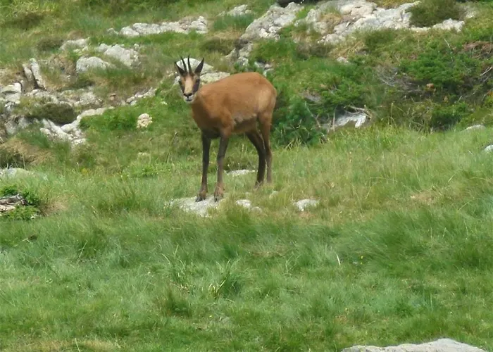 Studio Mezzanine 4 Pers, Parking A Cauterets - Fr-1-234-136 Lägenhet Cauterets